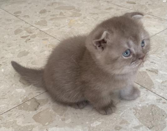 חתולים סקוטי פולד למכירה