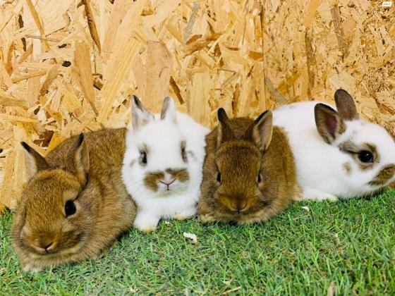 ארנבים ננסיים מתוקים למכירה
