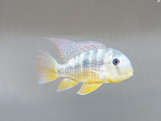 למכירה גאופגוס בלזני ענק ו