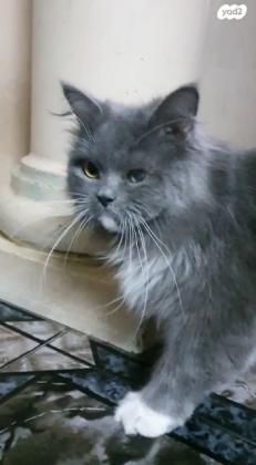 חתולה סקוטי שיער ארוך לא