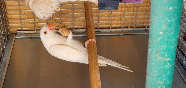 נקבה דררה אלבינו 2021 1800