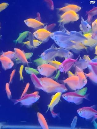 דגי אלמנה גלו פיש מדהימים