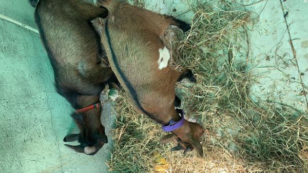 עיזים ננסיות למכירה, אחת כבר