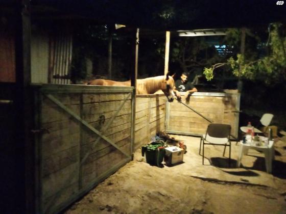 פלטות עצ מסוג אורן מידת