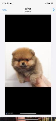 פומרניאן טדי בר  זכרים