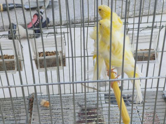 למכירה כנרים הולנדיים מסולסלים מהממים