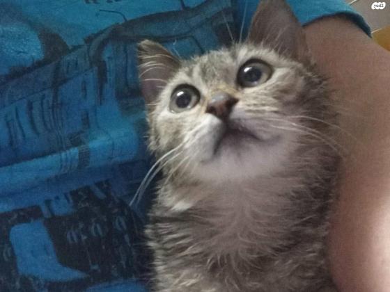 סתיו טאבית בת חודשים מחוסנת