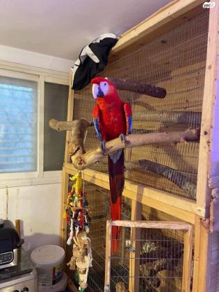 ארה אדומה בן 10 חודשים