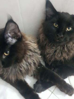 מיין קון בנים ובנות מחוסנים,הורים