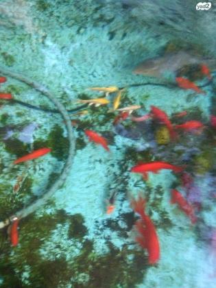 דגי זהב ודגי קוי