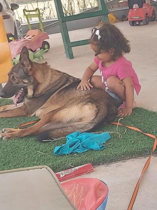 היי למסירה כלב רועה גרמני בן 2