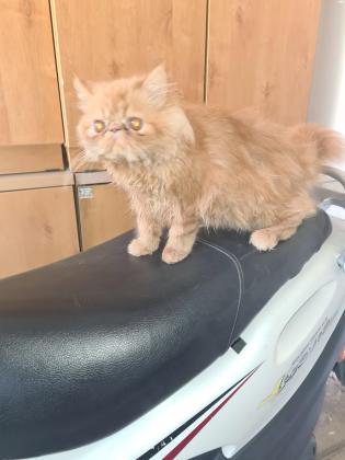 חתול פרסי אף פחוס בן