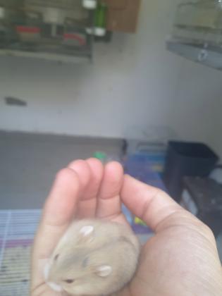 אוגרים סיבירים(הסוג הקטן) אוכלים לבד