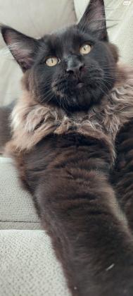 מיין קון בנים ובנות מחוסנים,הורים