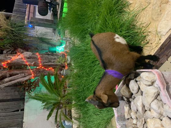 עיזים ננסיות למכירה, אחת כבר