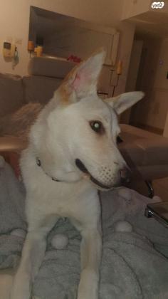 לברדור מעורב, אנרגתית מאוד ואוהבת