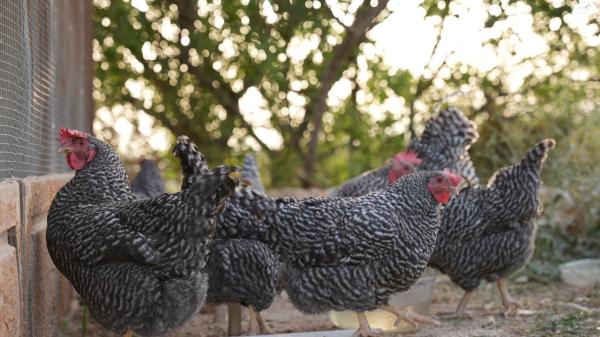 תרנגולות מארנס מטילות יש גם