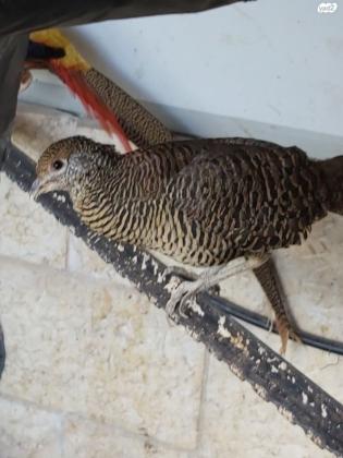 פסיון כסף רמה גבוהה בין חצי שנה