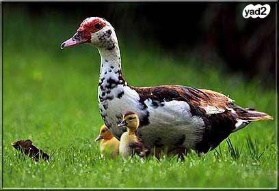 ברווזים ברברים מהממים ומטופלים למכירה