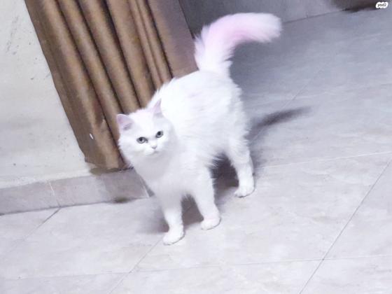 חתולה לבנה כמו חלב בת שנתים