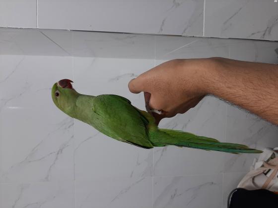 תוכי מסוג דררה האכלת יד,