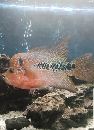 פלאוור רד דרגון גדול ויפיפה למכירה