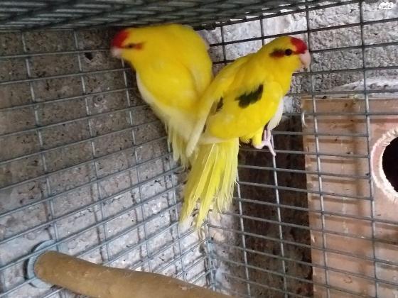 זוגות קקריקי צבעים מושלמים מוכנים