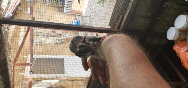 שוגר גליידר (כסנאי דואה )