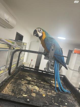 גוזלי ארות ברמה גבוה