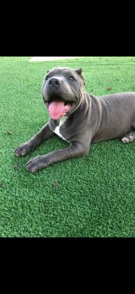 אמריקן בולי פוקט עם תעודות,בן