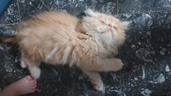 גורים פרסיים מאוד יפים למכירה