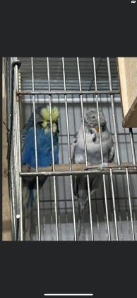 זוגות תוכון אנגלי (תוכון התערוכה)