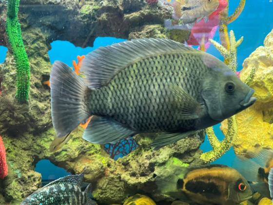 למכירה ארואנה סילבר 60ס״מ 2