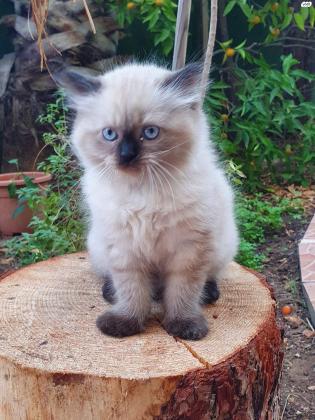 חתול הימלאיה בן 3 חודשים בצבע חום ולבן