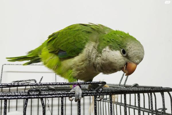 תוכי קוואקר האכלת יד מטובע בן חצי שנה