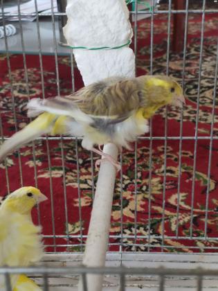 למכירה כנרים הולנדיים מסולסלים מהממים