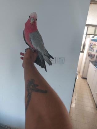 למכירה קקדו גאלה אכלת יד