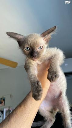 ספינקס קנדי (בראש הפרווה שלו