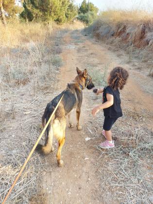היי למסירה כלב רועה גרמני בן 2