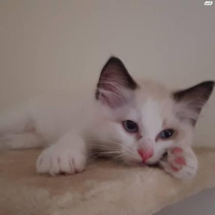 למכירה גורי רגדול