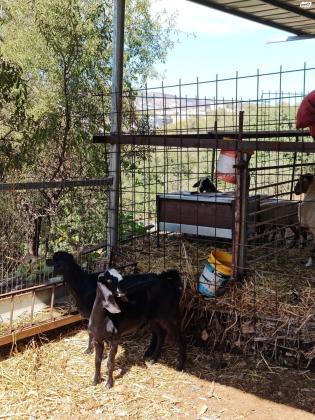 עזים שאמי ירדני ויש אלפיני