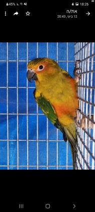 3 קוניור שמש צעירים מחיר