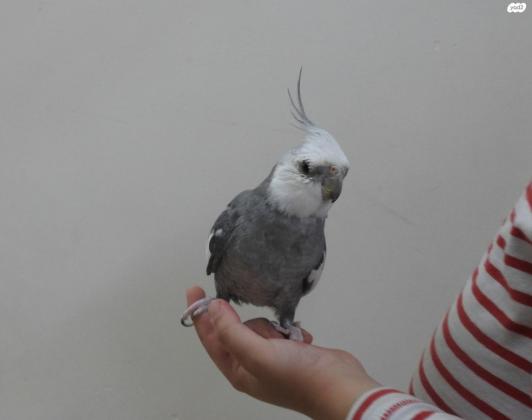 קוקטייל מסוג וויט פייס