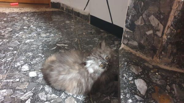 גורים פרסיים מאוד יפים למכירה