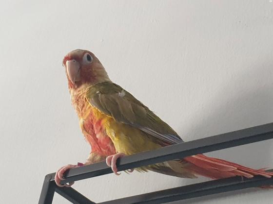 קוניור אננס בן שנה עם טבעת כולל כלוב