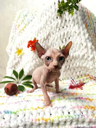 למכירה גורי ספינקס אלף וקנדיים