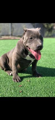 אמריקן בולי פוקט עם תעודות,בן