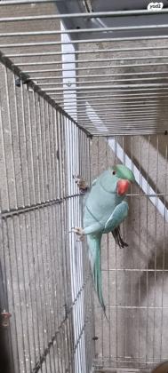 זוג דררה כחול/טורכיזמטובעים 21בדוקי ...