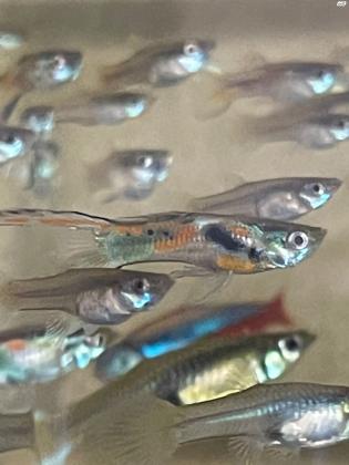 דגי גופי אנדלר יפים מאוד ובריאים