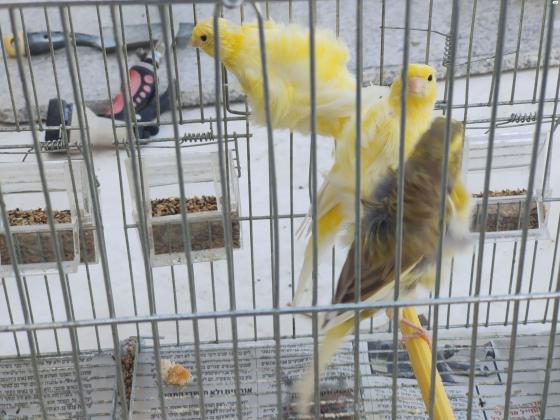 למכירה כנרים הולנדיים מסולסלים מהממים